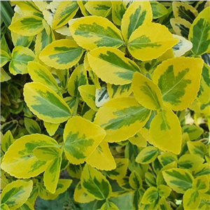 Euonymus Fortunei 'Emerald 'N Gold'
